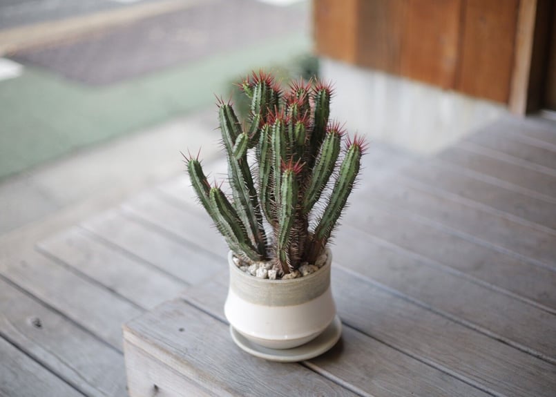 ユーフォルビア エノプラ Euphorbia enopla | mana's farm:塊根植