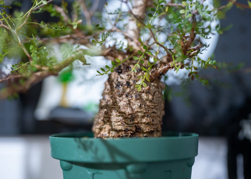 オペルクリカリア パキプス 沖縄で管理後1年 No.1 | mana's farm:塊根