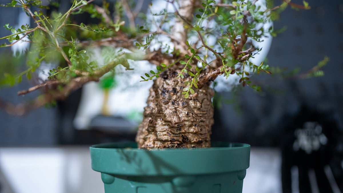 パキプス　沖縄実生　5年 fit=scale-down,w=1200