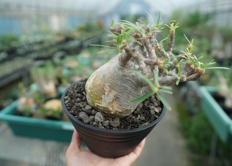 パキポディウム　グラキリス　 Pachypodium Gracilius　No.3