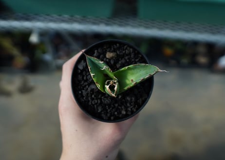アガベ　チタノタ　白鯨　Agave titanota White whale　A19