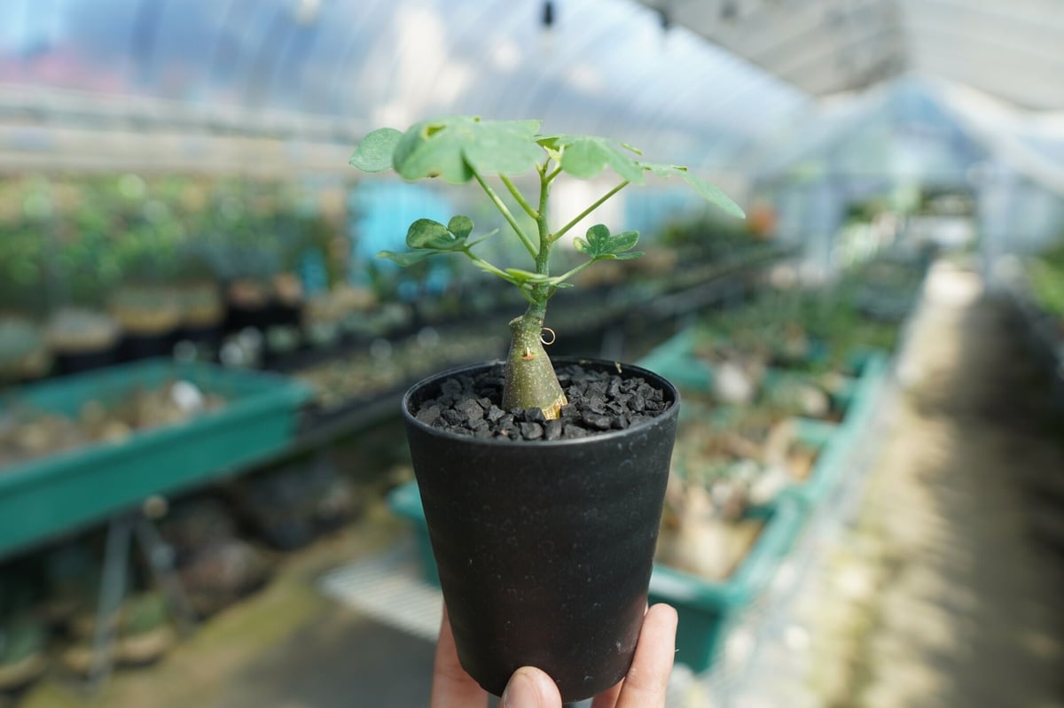 アデニア グラウカ Adenia Glauca No.3 | mana's farm:塊根植物