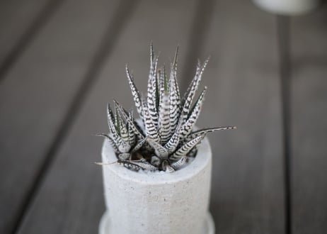 ハオルチア十二の巻 Haworthia fasciata