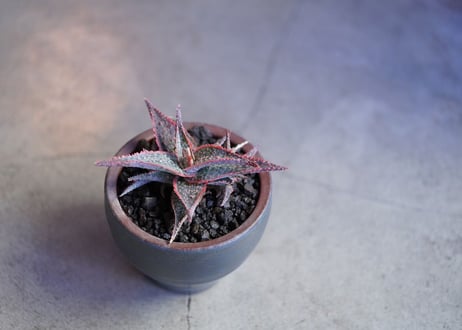 Aloe Coral Edge