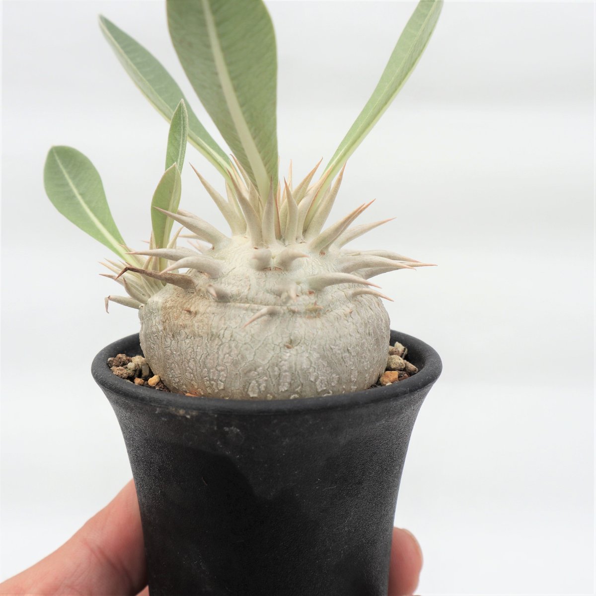 パキポディウム　エブレネウム実生　Wヘッド パキポディウム エブレネウム 国内実生 №5 | mana's farm:塊根植物