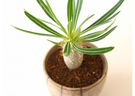 パキポディウム イノピナツム　Pachypodium inopinatum