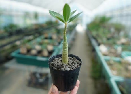 アデニウム　Adenium