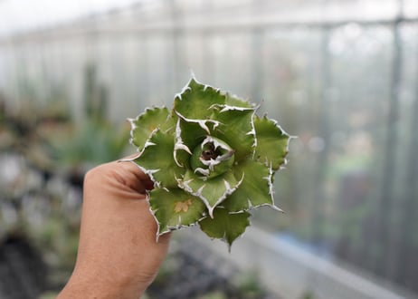 Agave titanota  Crab 螃蟹  NO.7