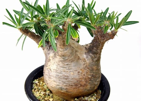 パキポディウム  グラキリス Pachypodium Gracilius　№2