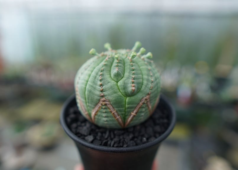 雄花 オベサ ユーフォルビア ユーフォルビア オベサ Euphorbia obesa | mana's farm:塊根植物・