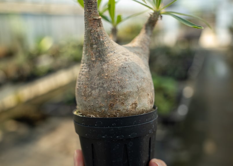 パキポディウム グラキリス No.7 | mana's farm:塊根植物・アガベ