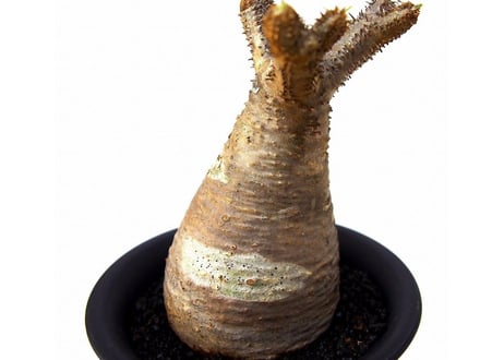 Pachypodium Gracilius パキポディウム  グラキリス  №3  little