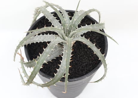 ディッキア　dyckia Delicata from F1 x Goehringii Red