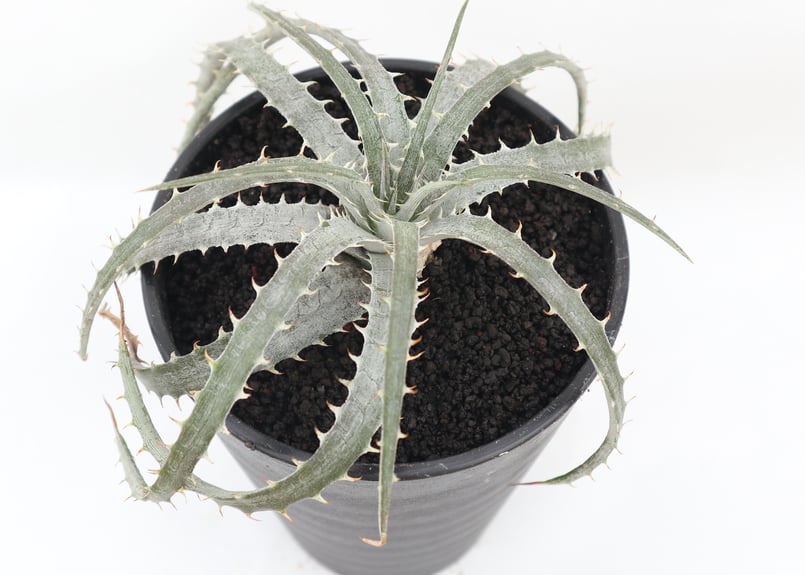 本物 ディッキア デリカータ Dyckia delicata rubra ⑴ ディッキア・デリカータ：Dyckia delicata | Dyckia Maniax