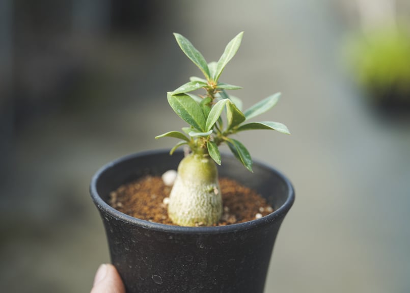 パキポディウム サキュレンタム 塊根植物 大株 現品限り】パキポディウム・サキュレンタム 実生【N46
