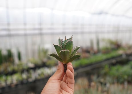agave titanota　レッドキャットウィーズル　№3