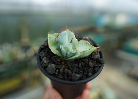 アガベ　兜蟹　Agave isthmensis “Kabutogani”　No.1