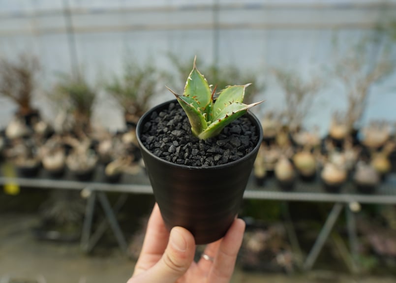 アガベ チタノタ 黄覆輪 Agave titanota variegata | mana's