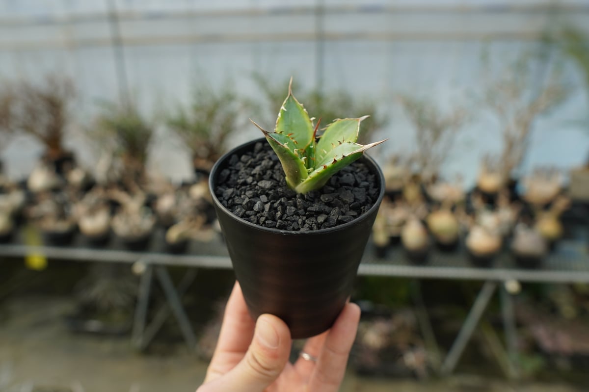 アガベ チタノタ 黄覆輪 Agave titanota variegata | mana's アガベ チタノタ 黄覆輪 Agave titanota variegata | mana's