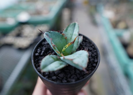 アガベ　チタノタ　 ブラックアンドブルー 　Agave titanota black and blue　No.12
