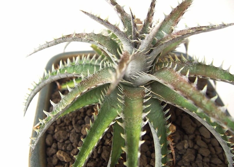ディッキア ビルベイカー Dyckia tracking code GAA 【公式通販】