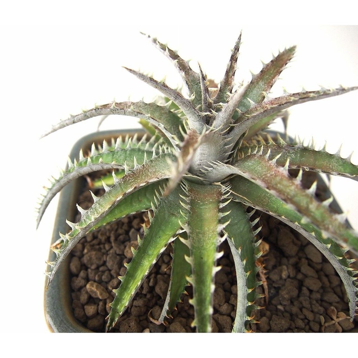 人気 ディッキア ドナ・マリー Dyckia 'Donna Marie' Yahoo!オークション - 「donna」観葉植物の落札相場・落札価格