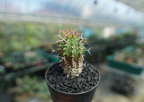 ユーフォルビア　群星冠　Euphorbia stellispina