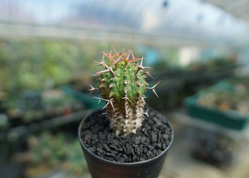 ユーフォルビア 群星冠 Euphorbia stellispina | mana's farm