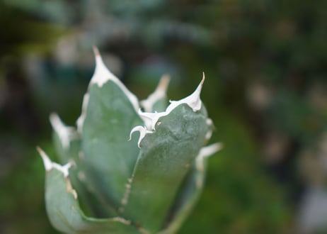 Agave titanota 白鯨 A NO.10