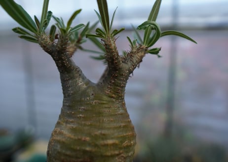 パキポディウム　グラキリス　Pachypodium  Gracilius No.3