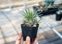 Dyckia tracking code FWF | mana's farm:塊根植物・アガベ