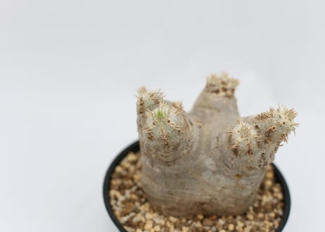 パキポディウム　エブレネウム　花芽付き