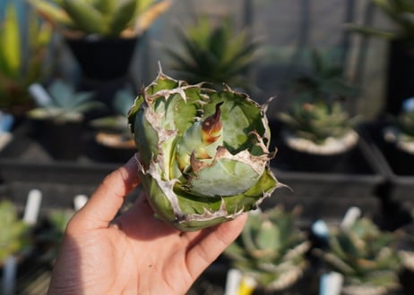 agave　titanota　ブラックアンドブルー　No.13