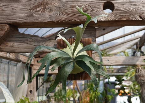 ビカクシダ  P. bifurcatum sp.white (TC)