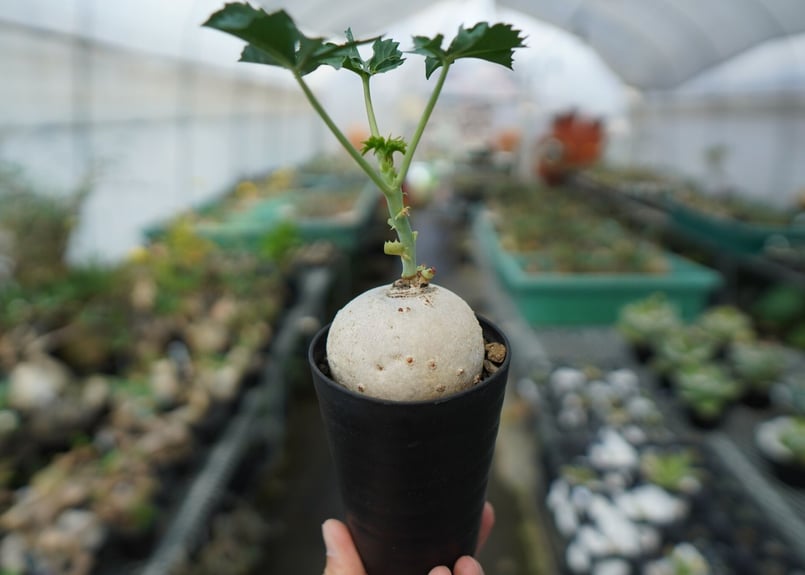 ヤトロファ 錦珊瑚 Jatropha cathartica | mana's farm:塊根植
