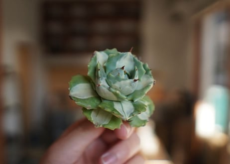 アガベ　王妃雷神錦　白中斑　Agave　“Ohi Raijin Nishiki Shironakahu”
