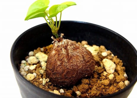 dioscorea elephantipes　亀甲竜 ディオスコレア エレファンティペス