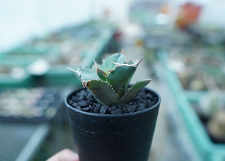 アガベ　チタノタ　FO-76　Agave titanota  FO-76　No.11