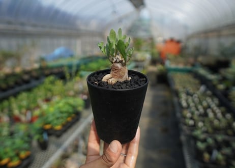 オトンナsp　スタインコフ　Othonna steinkopf