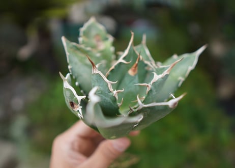 Agave titanota 白鯨 B NO.1