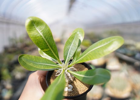 パキポディウム　恵比寿大黒 Pachypodium Densicaule　No.1