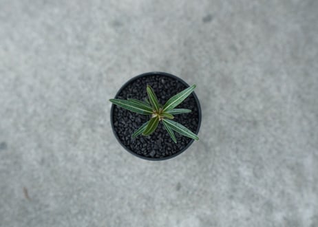 【沖縄実生株】パキポディウム　グラキリス　 Pachypodium Gracilius  No.2