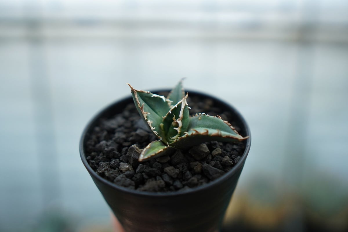 アガベ チタノタ 狼人 agave titanota