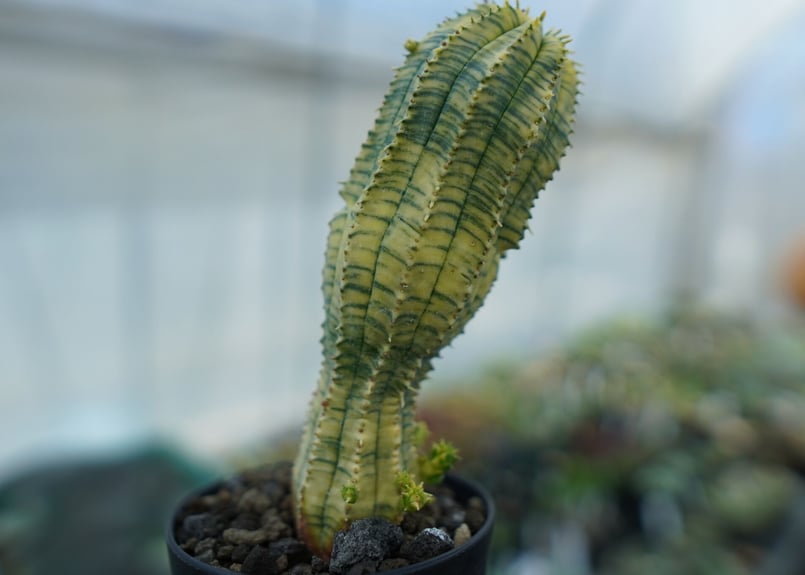 ユーフォルビア 魔紅キリン Euphorbia “Makou kirin” | mana's