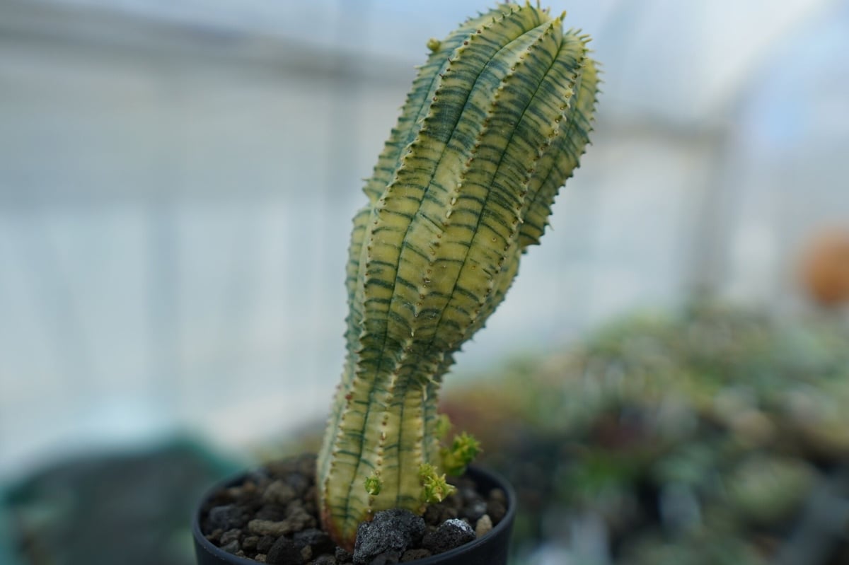 ユーフォルビア 魔紅キリン Euphorbia “Makou kirin” | mana's