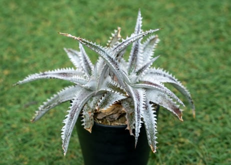 レア ディッキア Dyckia 'Fangus Whiteus' レア ディッキア Dyckia 'Fangus Whiteus' - メルカリ