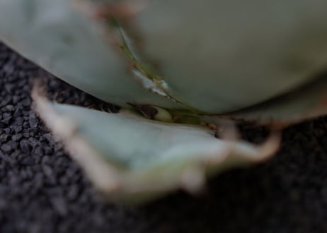 Agave titanota 'black and blue'　No.1