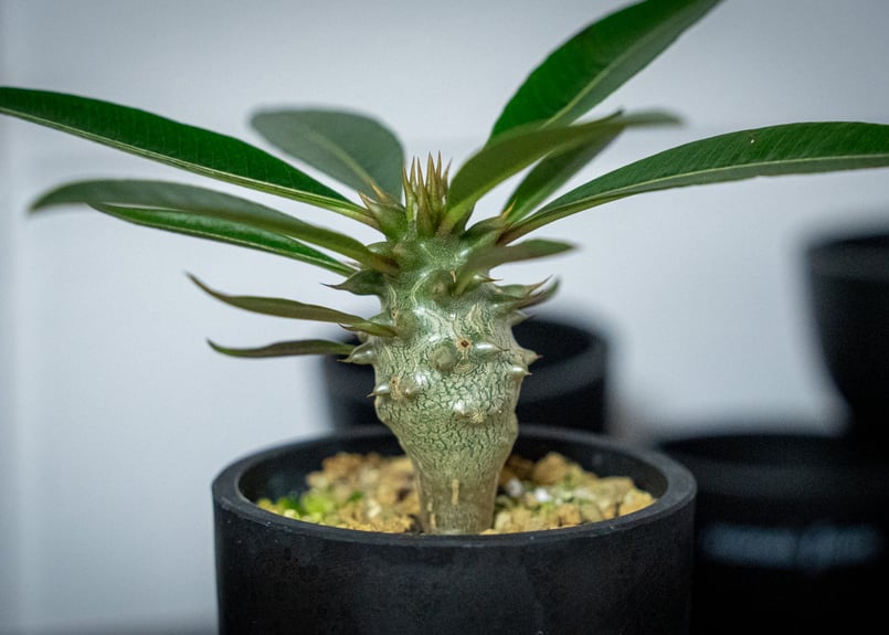 パキポディウム バロニー Pachypodium baronii パキポディウム バロニー実生株028 Pachypodium baronii | Sunny