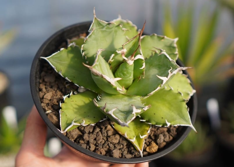 agave titanota ソーラーエクリプス | mana's farm:塊根植物・アガ