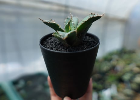 アガベ　チタノタ　FO-76　agave titanota  FO-76　No.3
